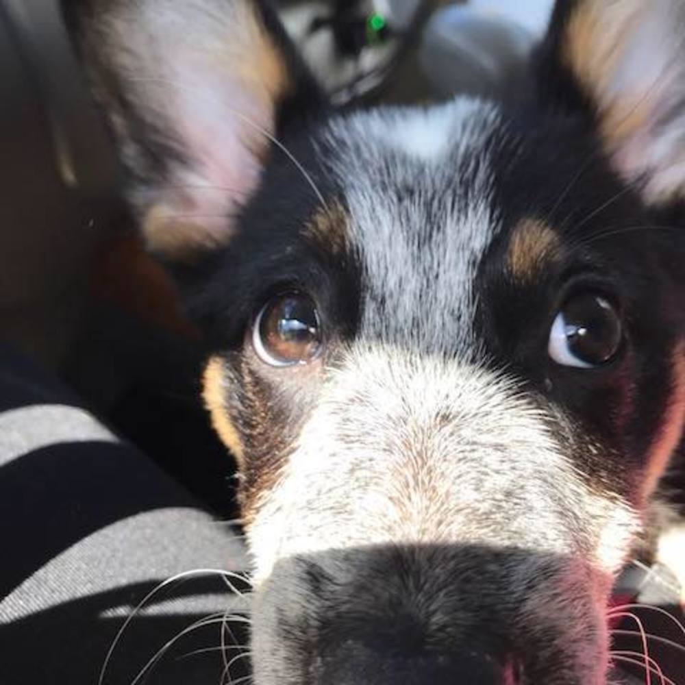 Meet your Posher, Kelley